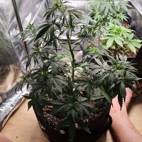 Chungus Medik growlog timeline photo