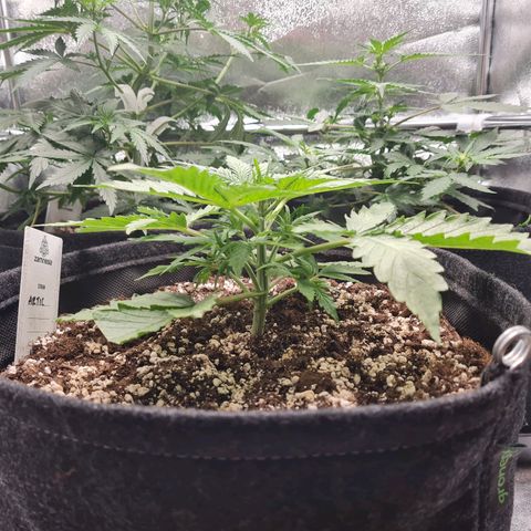 Chungus Medik growlog timeline photo