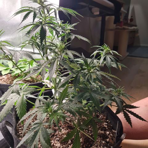 Chungus Medik growlog timeline photo