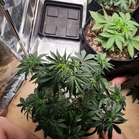 Chungus Medik growlog timeline photo
