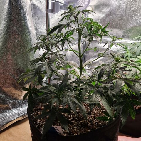 Chungus Medik growlog timeline photo