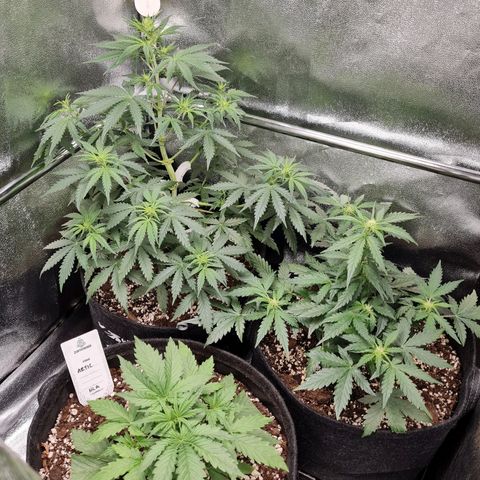 Chungus Medik growlog timeline photo