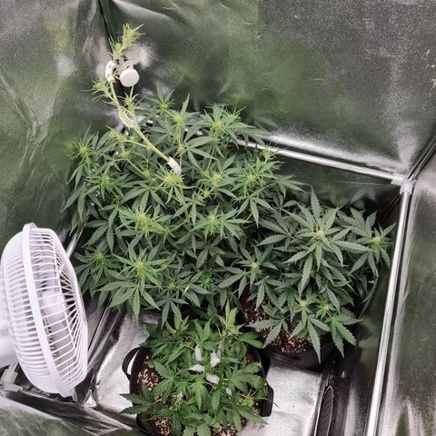 Late bloomer growlog timeline photo