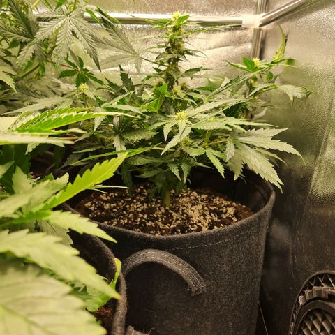 Late bloomer growlog timeline photo
