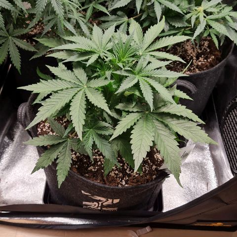 Late bloomer growlog timeline photo
