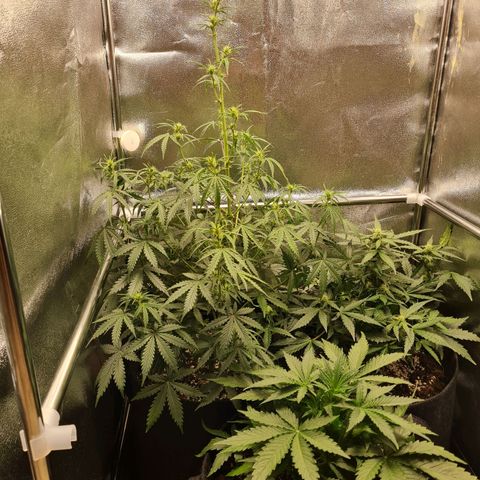 Late bloomer growlog timeline photo