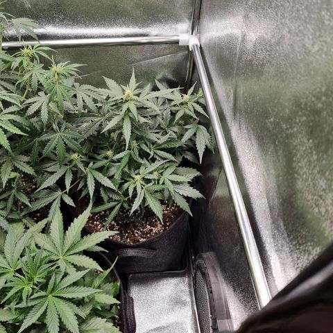 Late bloomer growlog timeline photo
