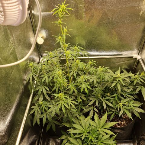 Late bloomer growlog timeline photo