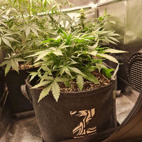 Late bloomer growlog timeline photo