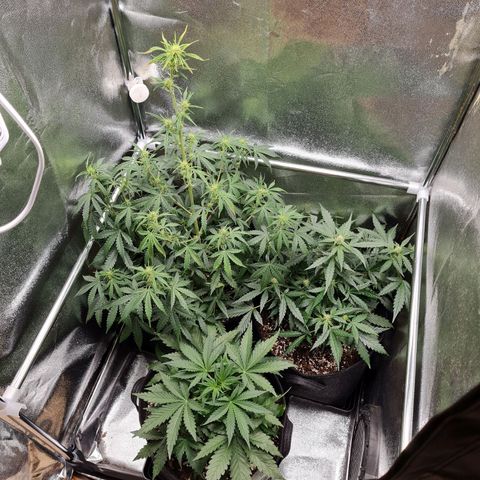 Late bloomer growlog timeline photo