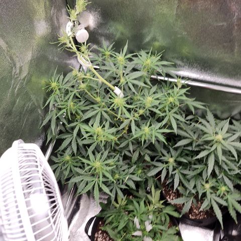 Chungus Medik growlog timeline photo