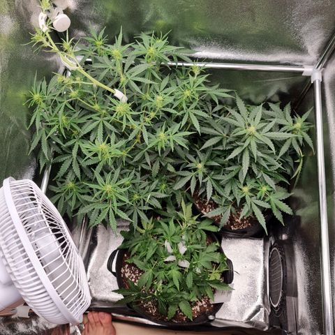 Chungus Medik growlog timeline photo