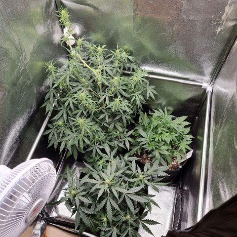 Chungus Medik growlog timeline photo