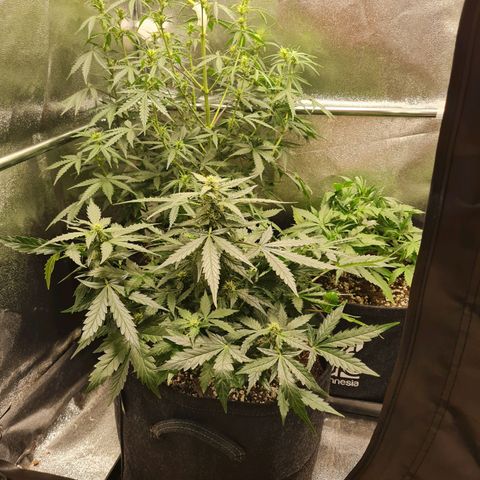 Chungus Medik growlog timeline photo