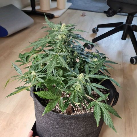 Chungus Medik growlog timeline photo