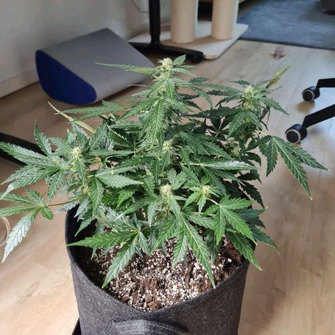 Chungus Medik growlog timeline photo