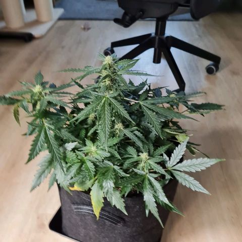 Chungus Medik growlog timeline photo
