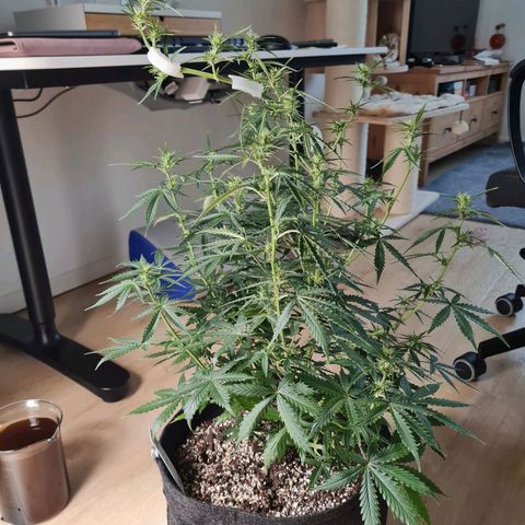 Chungus Medik growlog timeline photo