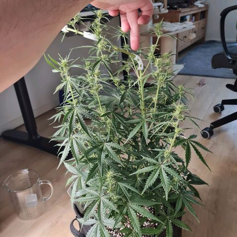 Chungus Medik growlog timeline photo