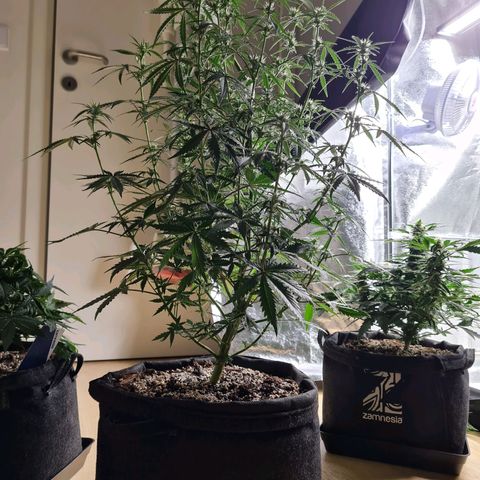 Tall hoe growlog timeline photo