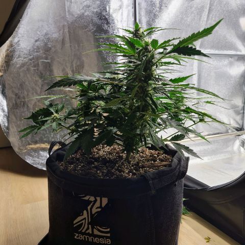 Thiccccc freeze growlog timeline photo