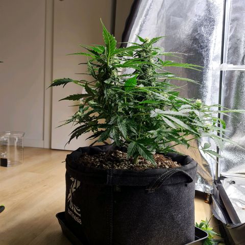 Thiccccc freeze growlog timeline photo