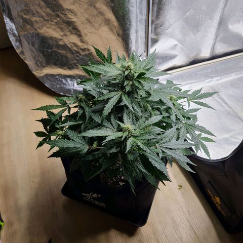 Thiccccc freeze growlog timeline photo