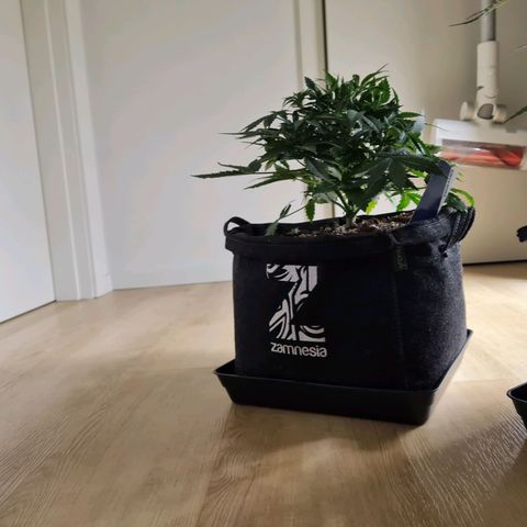 Late bloomer growlog timeline photo
