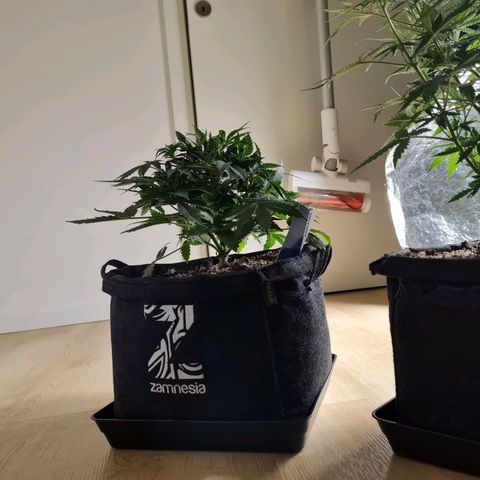 Late bloomer growlog timeline photo