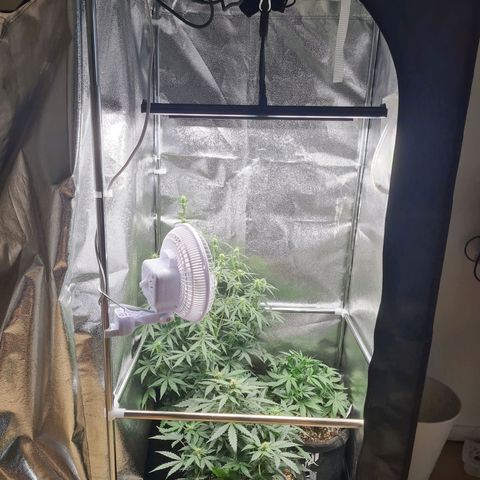Chungus Medik growlog timeline photo