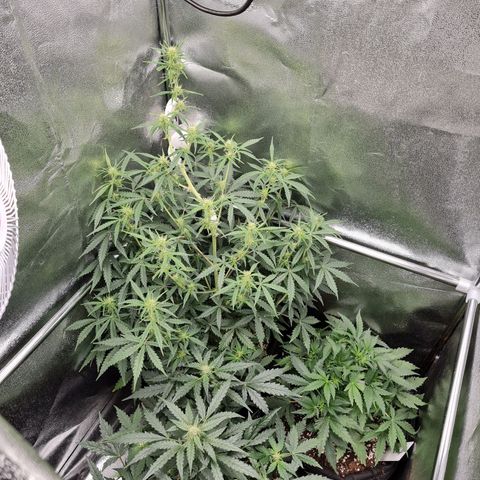Chungus Medik growlog timeline photo