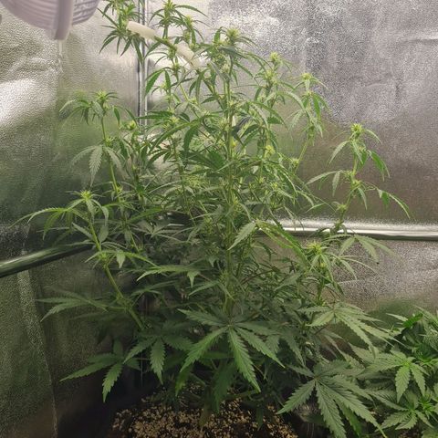 Chungus Medik growlog timeline photo