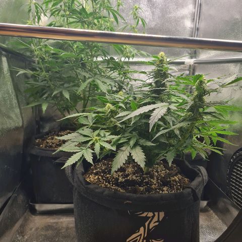 Chungus Medik growlog timeline photo