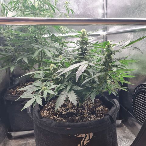 Chungus Medik growlog timeline photo