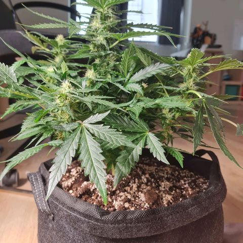 Chungus Medik growlog timeline photo