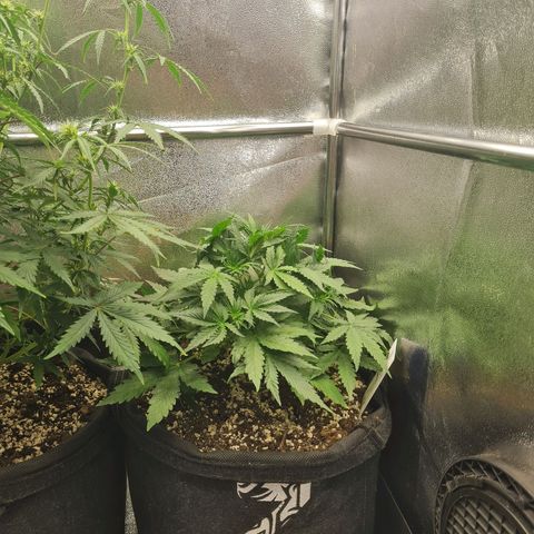 Chungus Medik growlog timeline photo