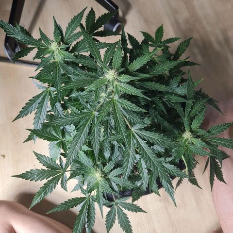 Chungus Medik growlog timeline photo