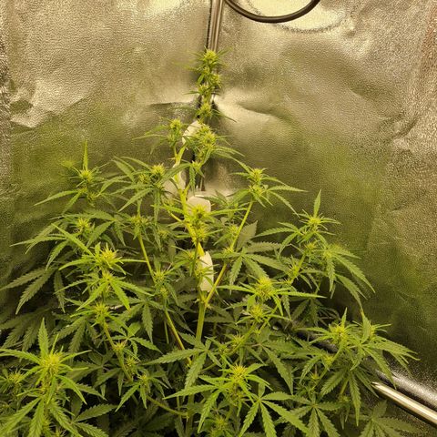 Chungus Medik growlog timeline photo