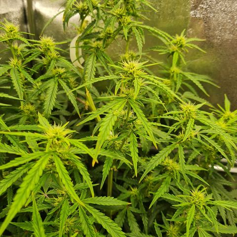 Chungus Medik growlog timeline photo