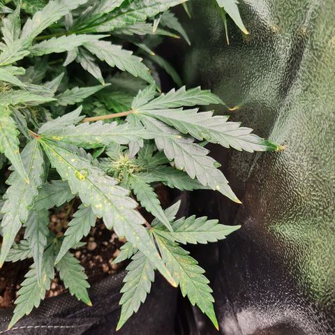 Chungus Medik growlog timeline photo