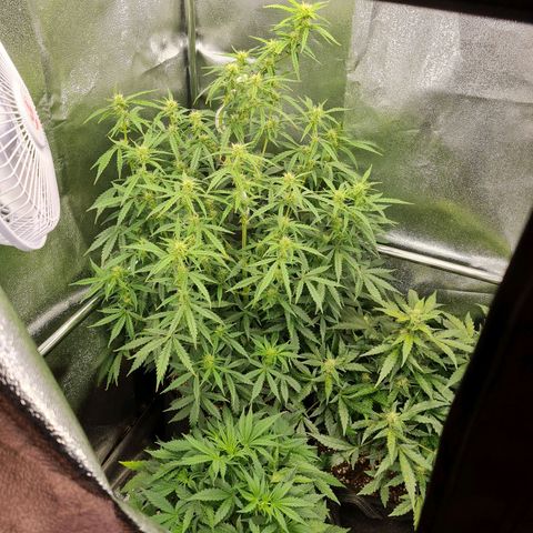 Chungus Medik growlog timeline photo