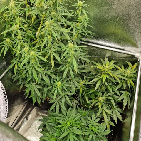 Chungus Medik growlog timeline photo