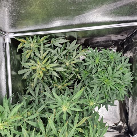 Chungus Medik growlog timeline photo