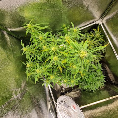 Chungus Medik growlog timeline photo