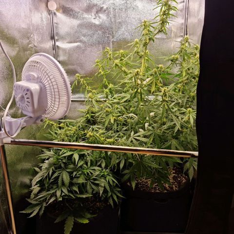 Chungus Medik growlog timeline photo