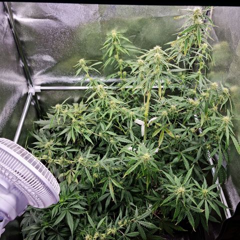 Chungus Medik growlog timeline photo