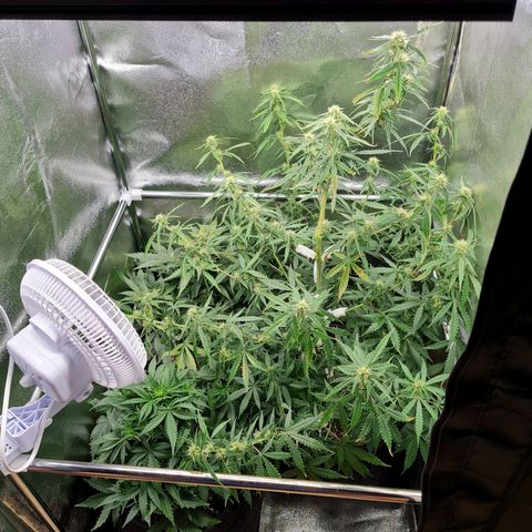 Chungus Medik growlog timeline photo