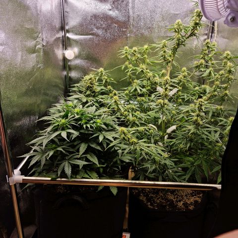 Chungus Medik growlog timeline photo