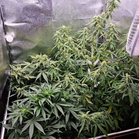 Chungus Medik growlog timeline photo
