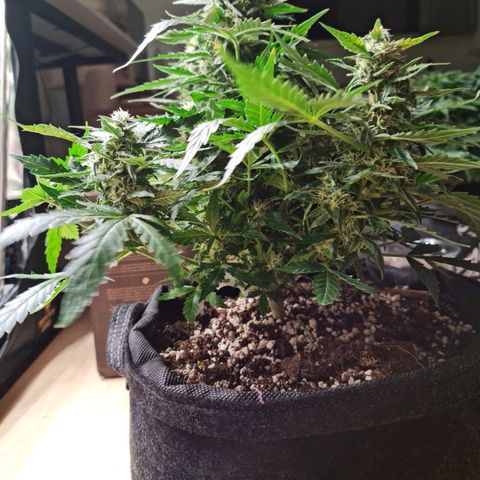 Thiccccc freeze growlog timeline photo